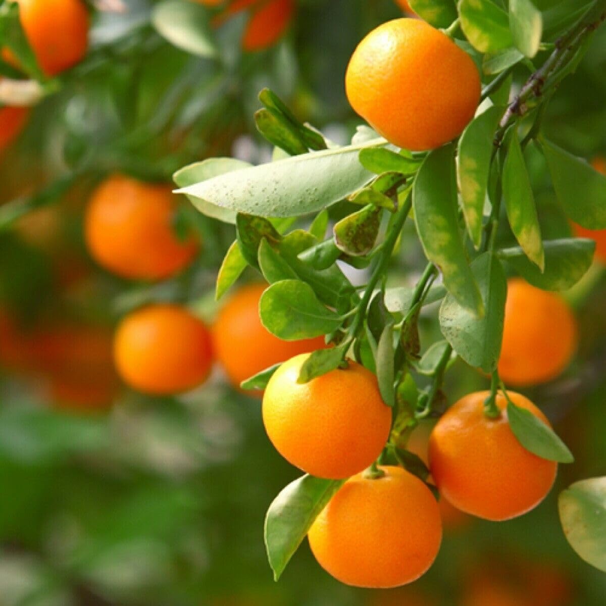 Clementine Mandarin Tree - 2-5 Inch Tall Live Plant - Potted Orange Fruit Seedling - Citrus x Clementina