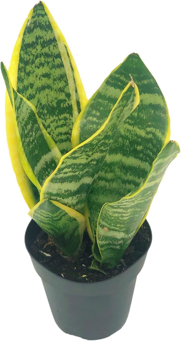 Live Snake Plant – Sansevieria Superba Trifasciata – ragnaroc Tropical Plant in 4” Pot +6” Plant Height - 2ct - Indoor House Plant in Pot, Potted Succulent Plant