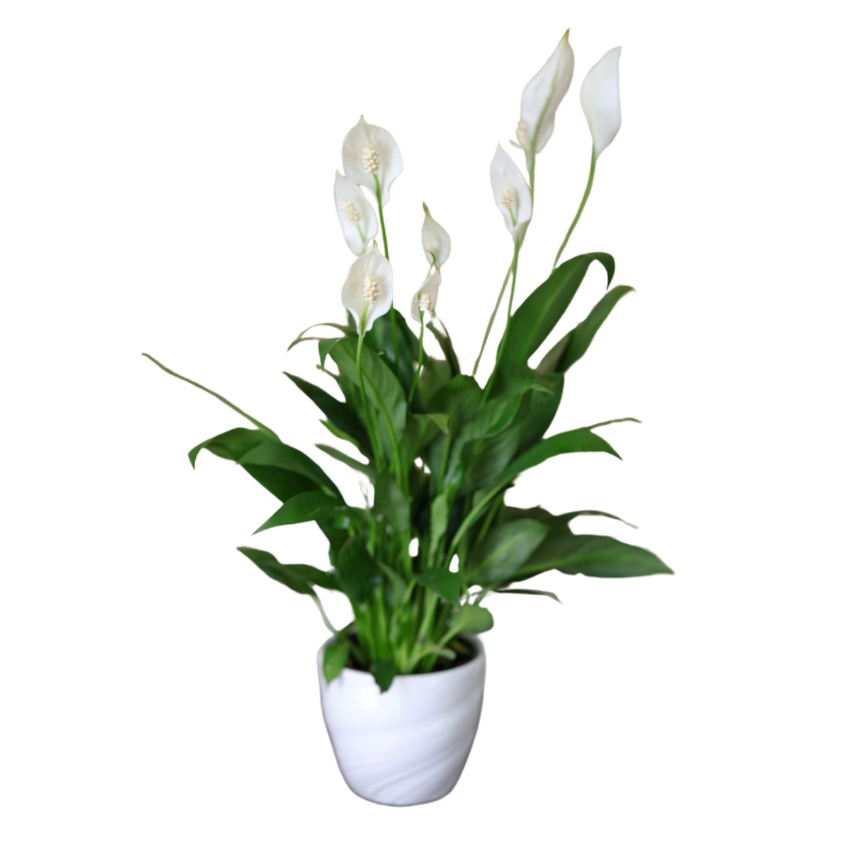 PLANTVERS Spathiphyllum Peace Lily in a 4" Nursery Pot | Air-Purifying Indoor Plant | Low Maintenance | Elegant White Blooms | Low-Light Plant