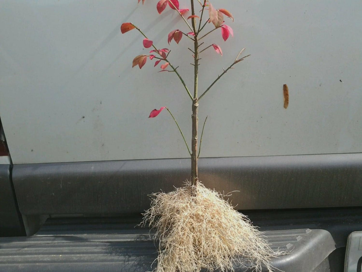 Live Plant - 10 Dwarf Burning Bushes/Shrubs - Live Plants - 6-12" Tall - Euonymus alatus