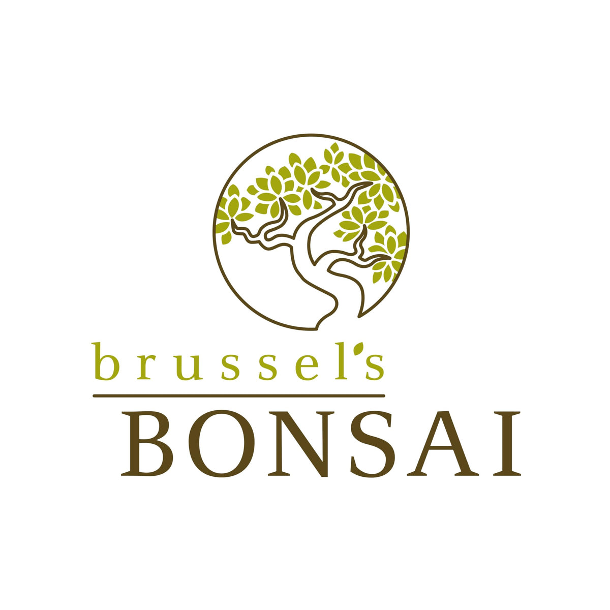 Brussel's Bonsai - Live Dwarf Jade Bonsai Tree with Ceramic Bonsai Pot & Humidity Tray, Indoor Bonsai Plant, 6 Years Old, 10-14 Inches Tall, Easy Care Houseplant for Home or Office (Large)