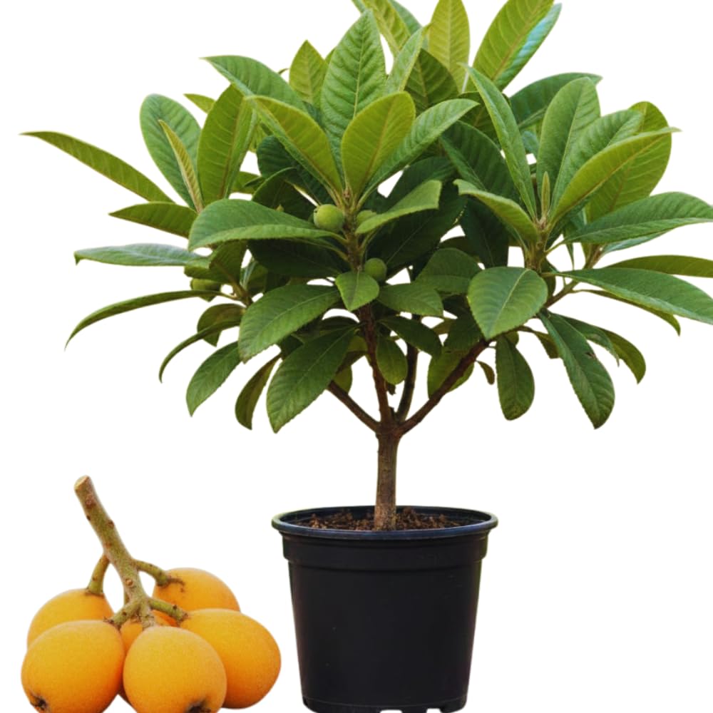 Loquat Tree Live Plant, Golden Loquat Plant Live, Cold Hardy Fruit Tropical Plant, Home Orchard Planting, 4 Inches Pot