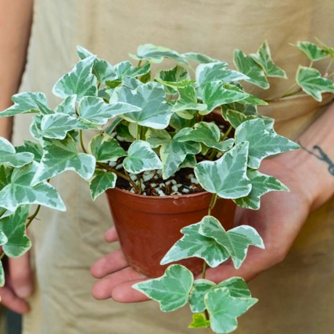 Glacier English Ivy Plant Live in 6 Inch Pot | English Ivy Plants | Trailing Plant & Climbing Ivy | Easy Care Houseplant for Pots, Shelves & Small Spaces