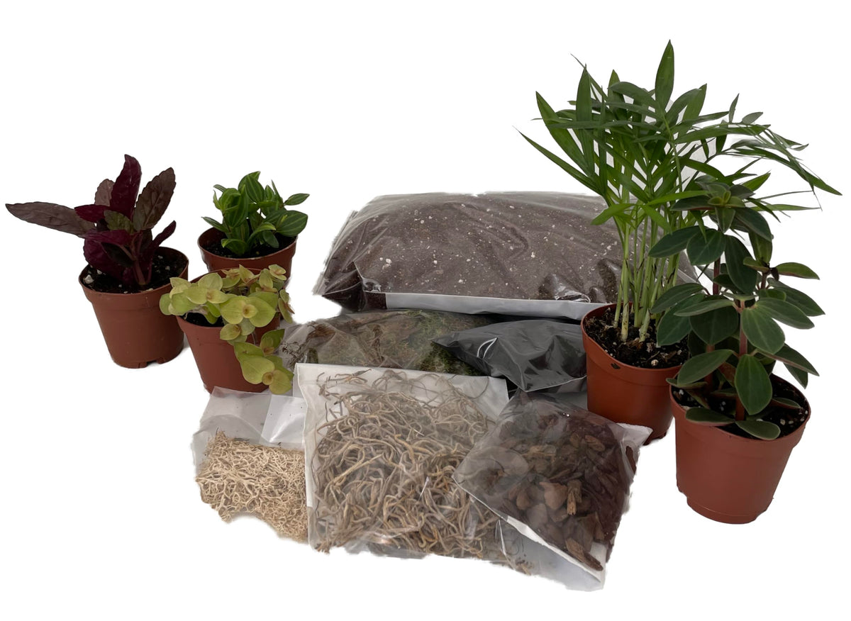 Hirt's Terrarium Kit with 5 Terrarium Plants in 2" Pots