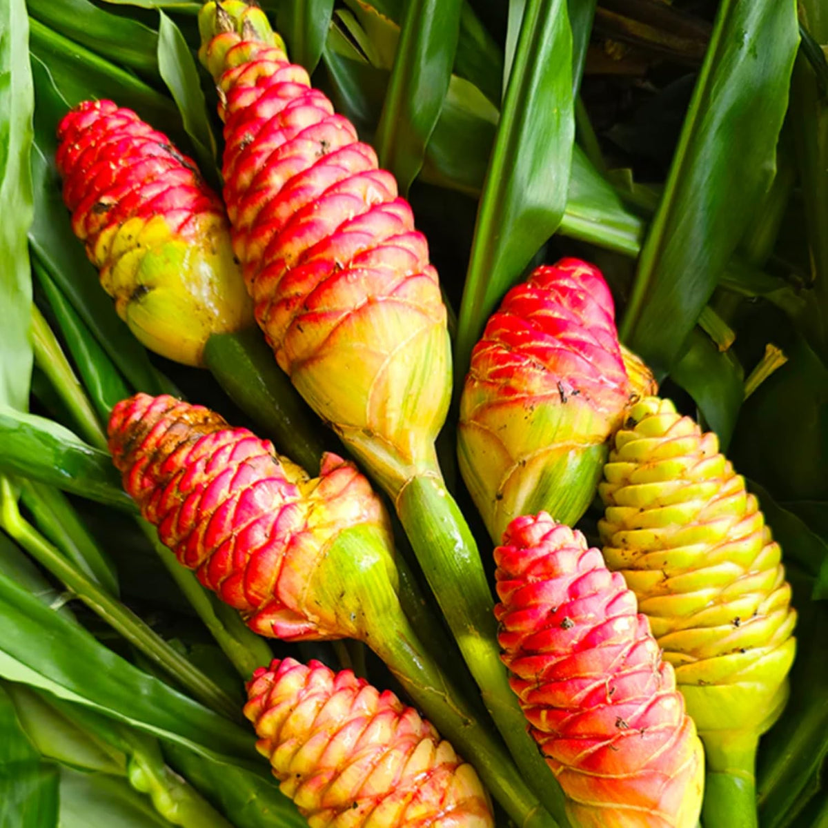 Set 10 Awapuhi Shampoo Ginger Roots, Zingiber Zerumbet Tropical, Fresh Ginger for Grow Garden, Ready to Grow