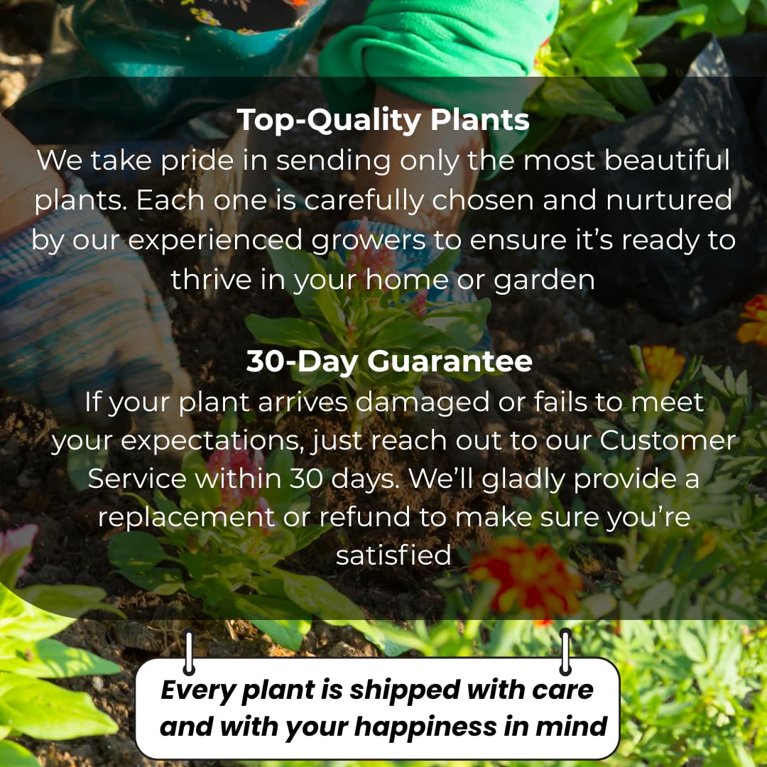 Lynwood Gold Forsythia Live Shrub | Quart Pot Forsythia Bush | Outdoor Plant for Landscape Use | Great for Garden Borders