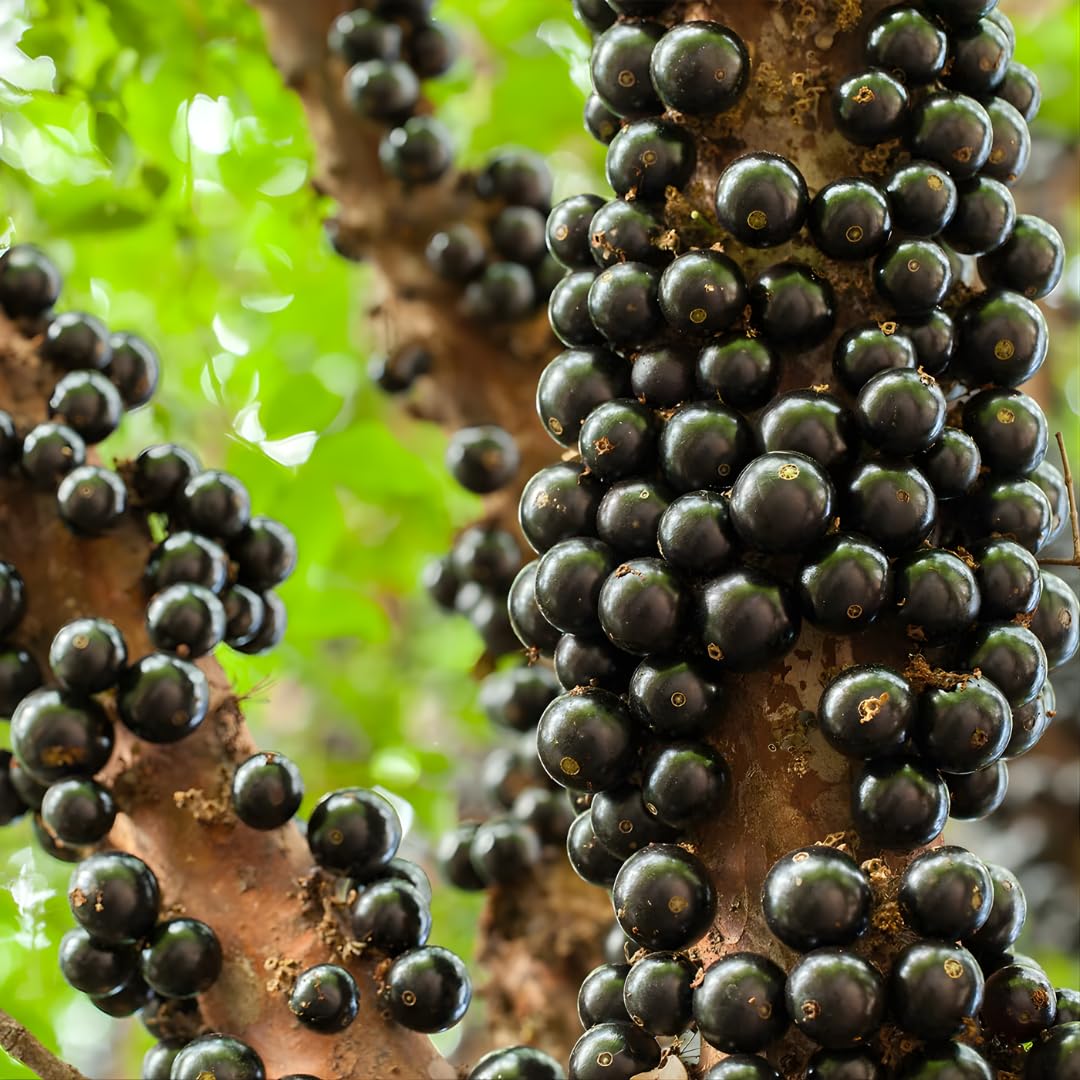 Jaboticaba Tree Live Plant | Jabuticaba Plant for Planting | 2.5–3 Ft Live Potted Tropical Fruit | Compact Sweet Berry Tree for Gardens Balconies & Yards | No Ship to CA,HI,AK