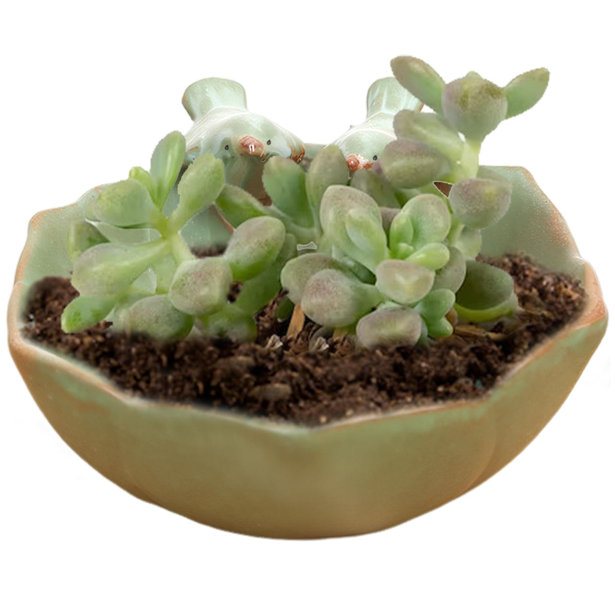 KUYYFDS Suculentas Pot with 2 Adorable Birds Planter DIY Flower Planting Garden Pots Ceramic Round Hollow Planter for Home Indoor Outdoor Garden Decor