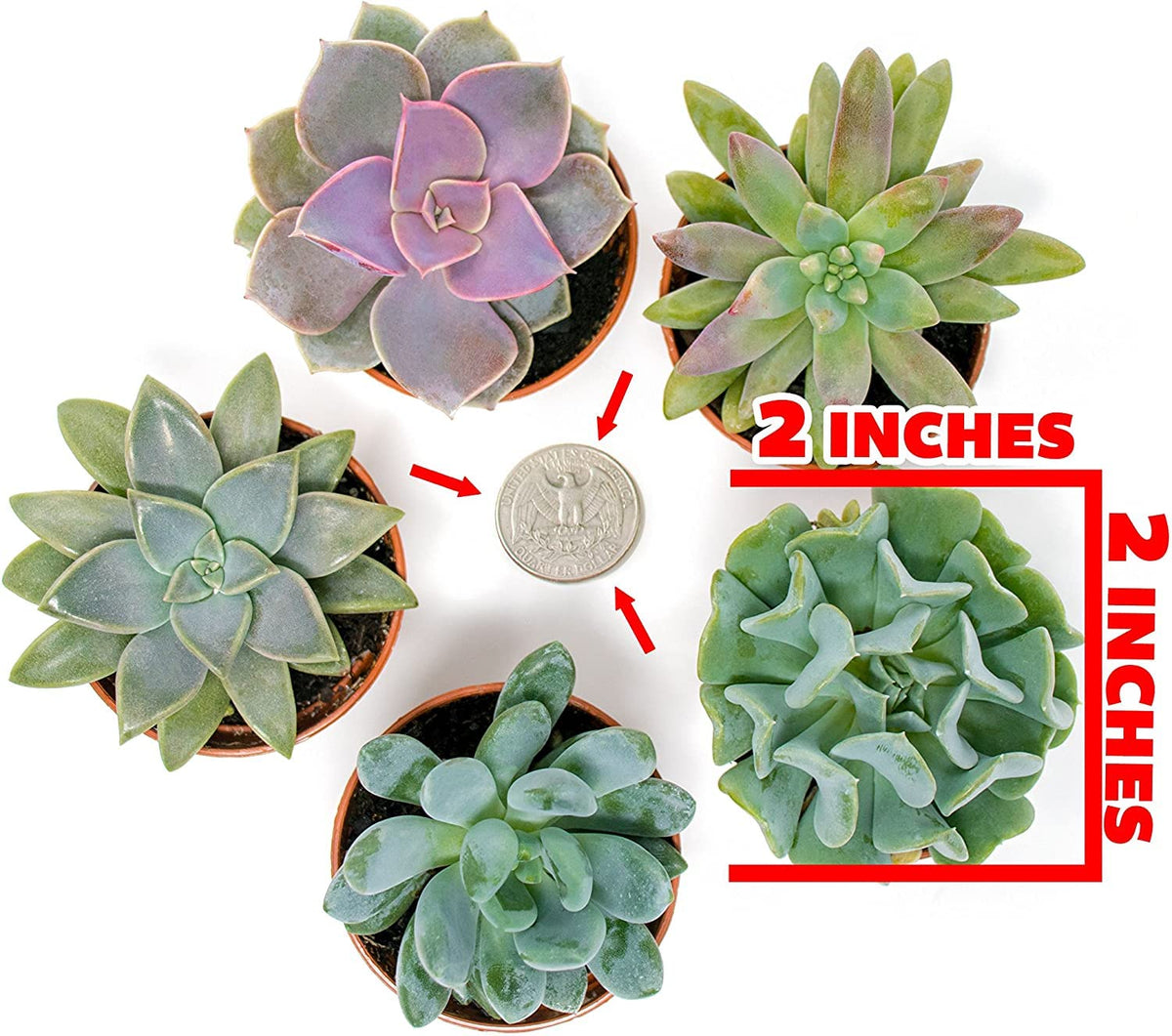 Succulents Plants Live (12PK) Potted Succulent Plants Live House Plants, Cactus Plants Live Plants Indoor Plants Live Houseplants, Indoor Plant Succulents Live Plant House Plant by Plants for Pets