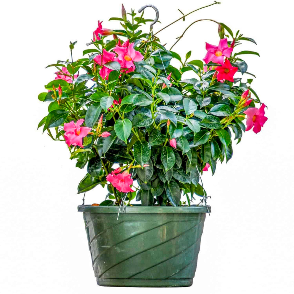Tropical Plants of Florida Pink Dipladenia Hanging Basket 12 Inch Live Flowering Plant, 14 Inch Wide by 18 Inch Tall, Vibrant Pink Patio Porch Balcony Blooms