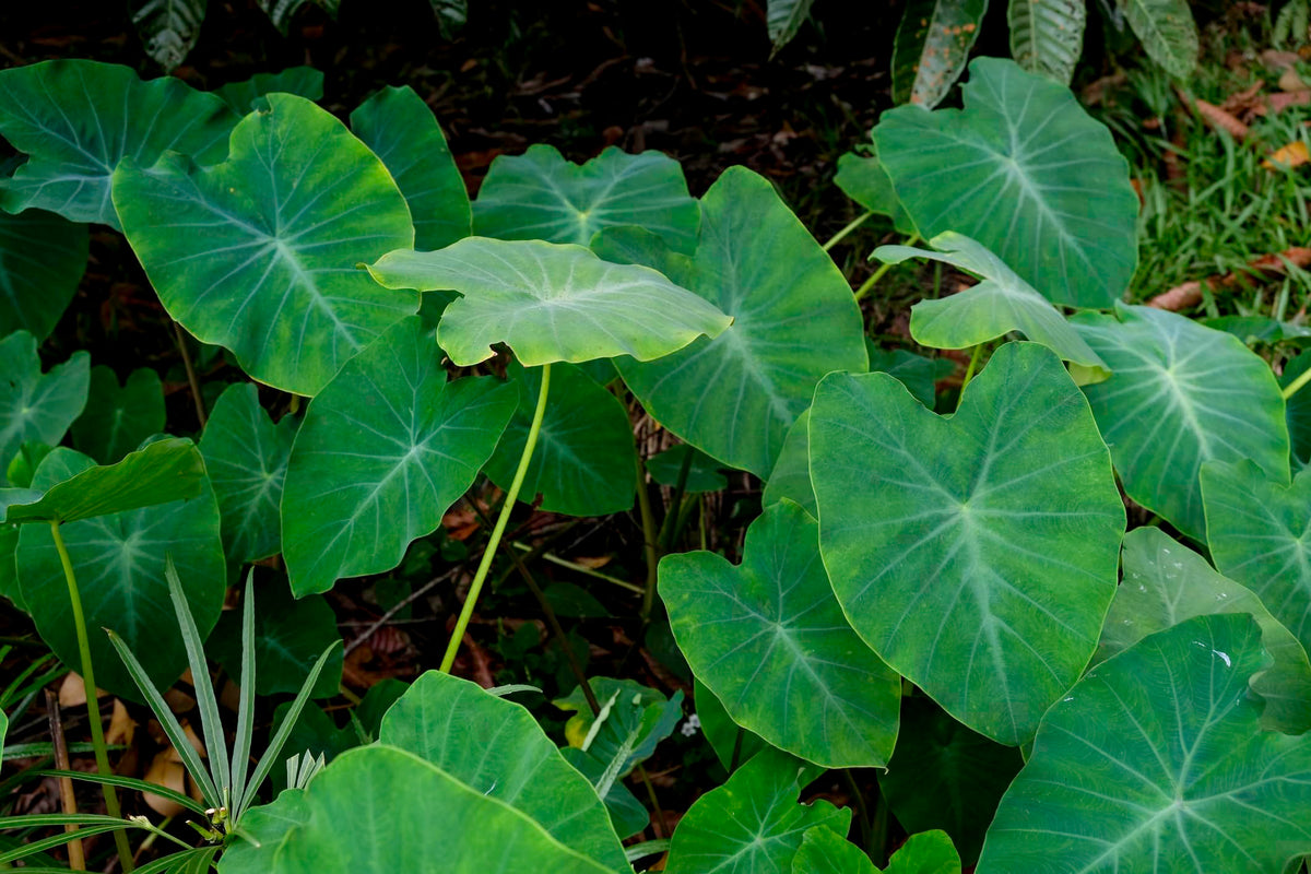 Elephant Ear - 1 Large Bulb 13/15" - Colocasia esculenta