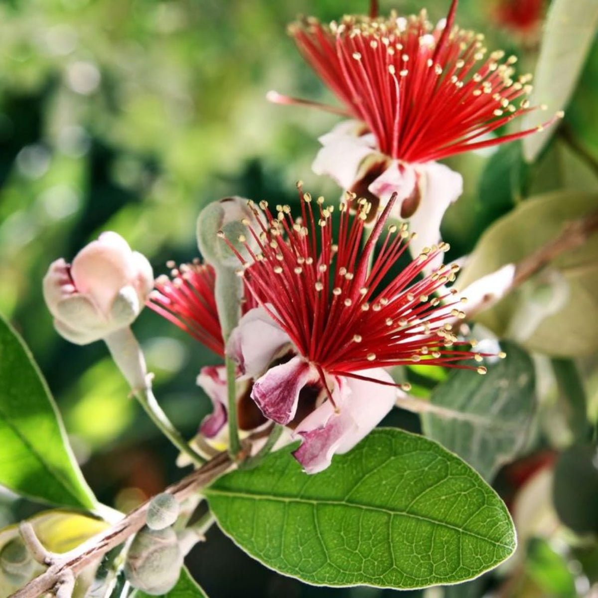 Pack 2 Pineapple Guava Plants Live, 4-8 Inches Tall Starter Plants