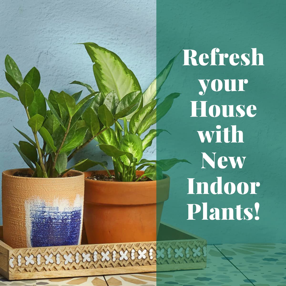 House Plant Shop | Calathea 'Beauty Star' - 4" Pot | Live Indoor Plant | Easy to Care | Natural Décor Plant | Great Gifts| Free Care Guide