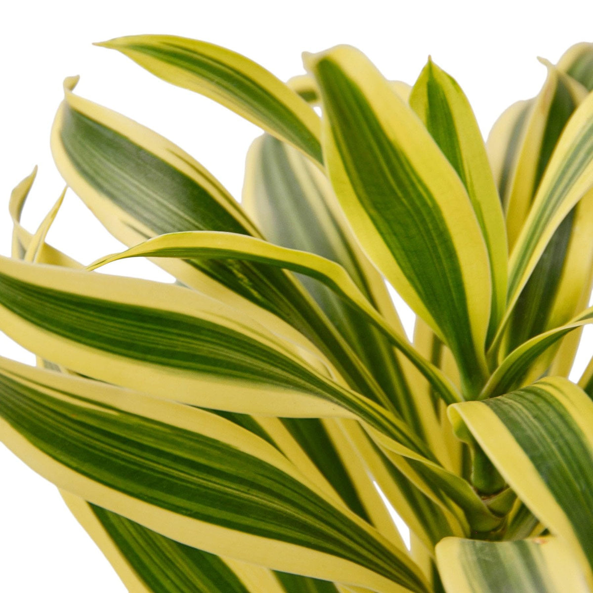 2 Pack Dracaena 'Song of India' in 4in Pot - Live Plants Tropical Houseplants | Variegated | USA Growers | The Snobby Leaf