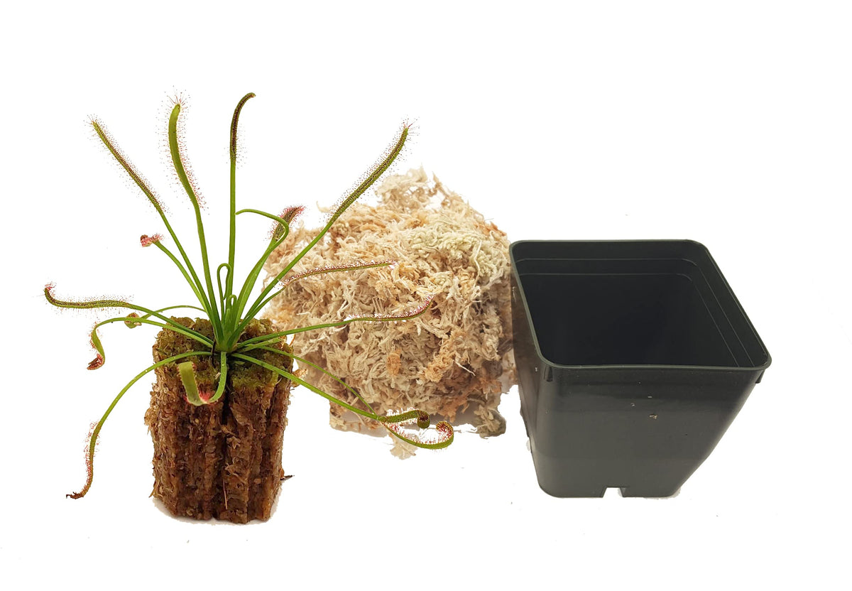 Cape Sundew - Drosera capensis - Carnivorous Plant 3" Pot