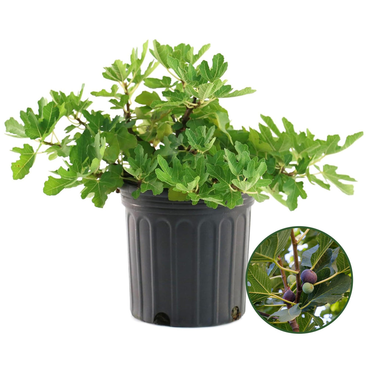 Brown Turkey Fig Plant - Sweet Year Round Harvest in 1 Gal Growers Pot - Grows Upto 12-15' - Easy to Grow Fruit Trees for Pots and Gardens (1 Count)
