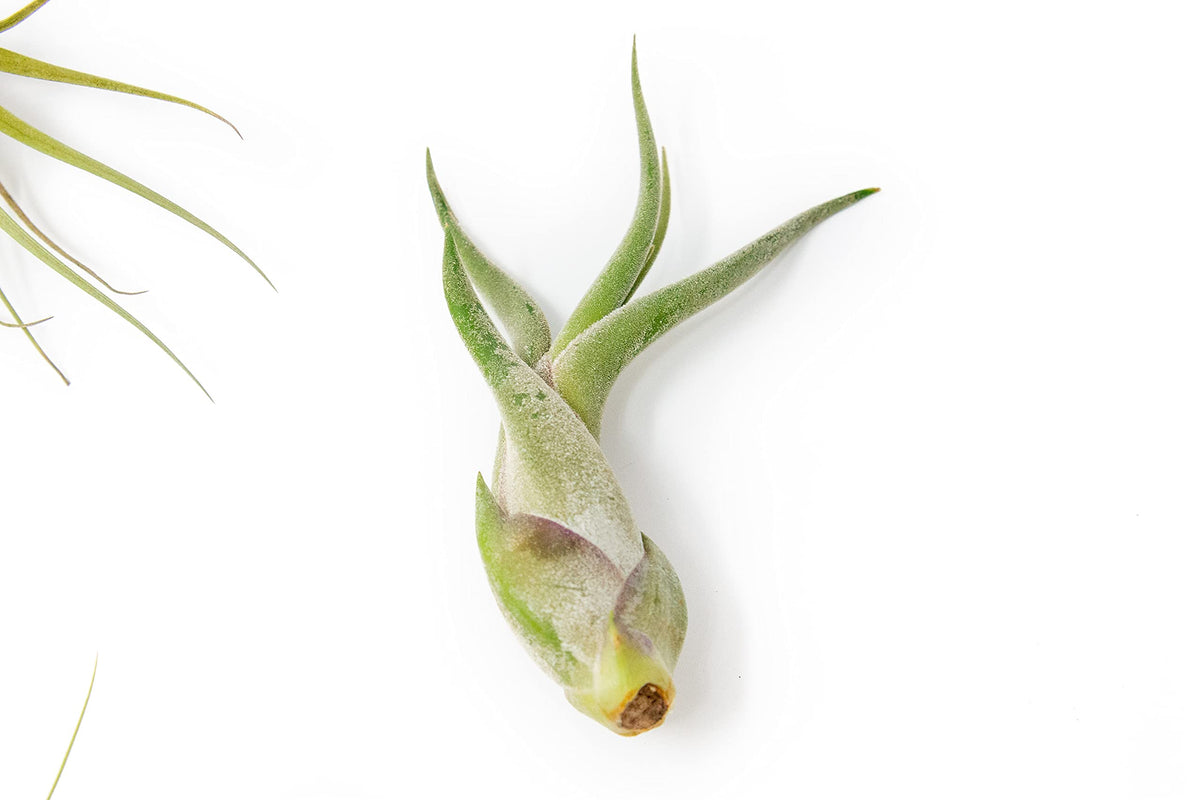5 Pack of Classic Air Plants Variety - Live Succulent House Plants - Available in Wholesale and Bulk - Home and Garden Decor - Easy Care Indoor/Outdoor Air Plant