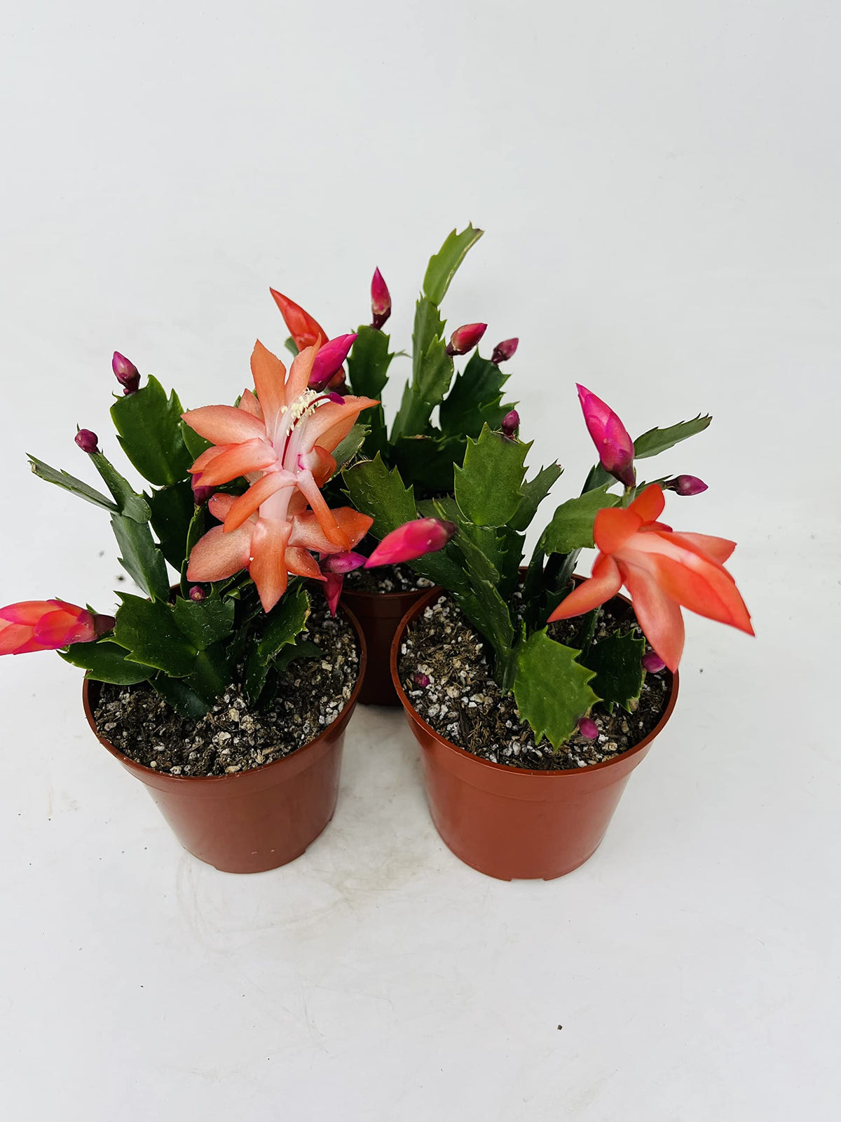 Three Christmas Cactus Red Bloom- 4" Pot- Zygocactus Plants