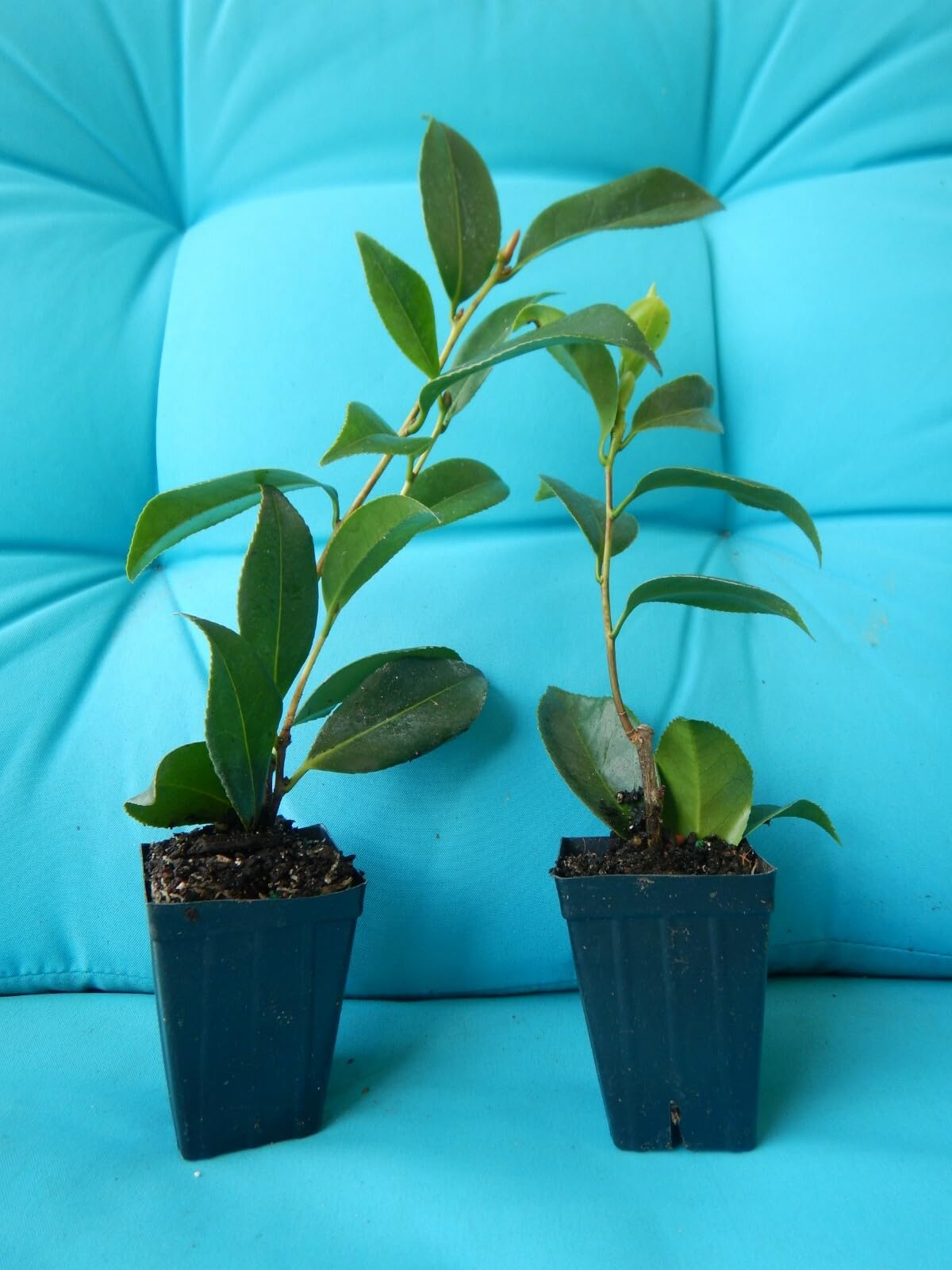 Live Plant - Nuccio’S Cameocamellia Japonica-Live Starter Plant