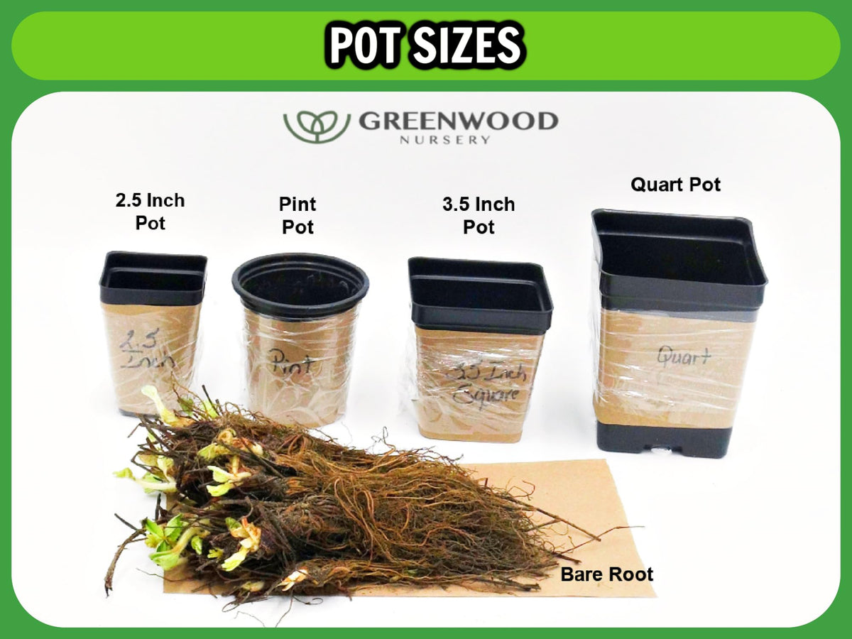 Greenwood Nursery: Live Perennial Plants - Blue False Indigo + Baptisia Australis - [Qty: 2X Pint Pots] - (Click for Other Available Plants/Quantities)