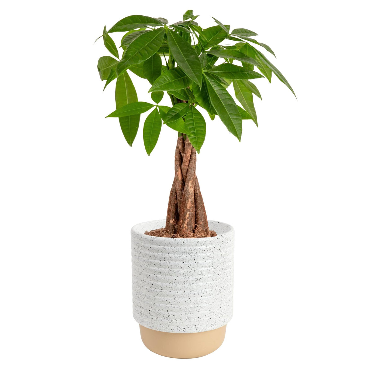 Costa Farms Money Tree (Pachira Aquatica) Live Indoor Bonsai-Style Plant, 12-16 Inches Tall, Braided Trunk Houseplant in Decorative Pot, Easy Care Pet-Friendly Decor