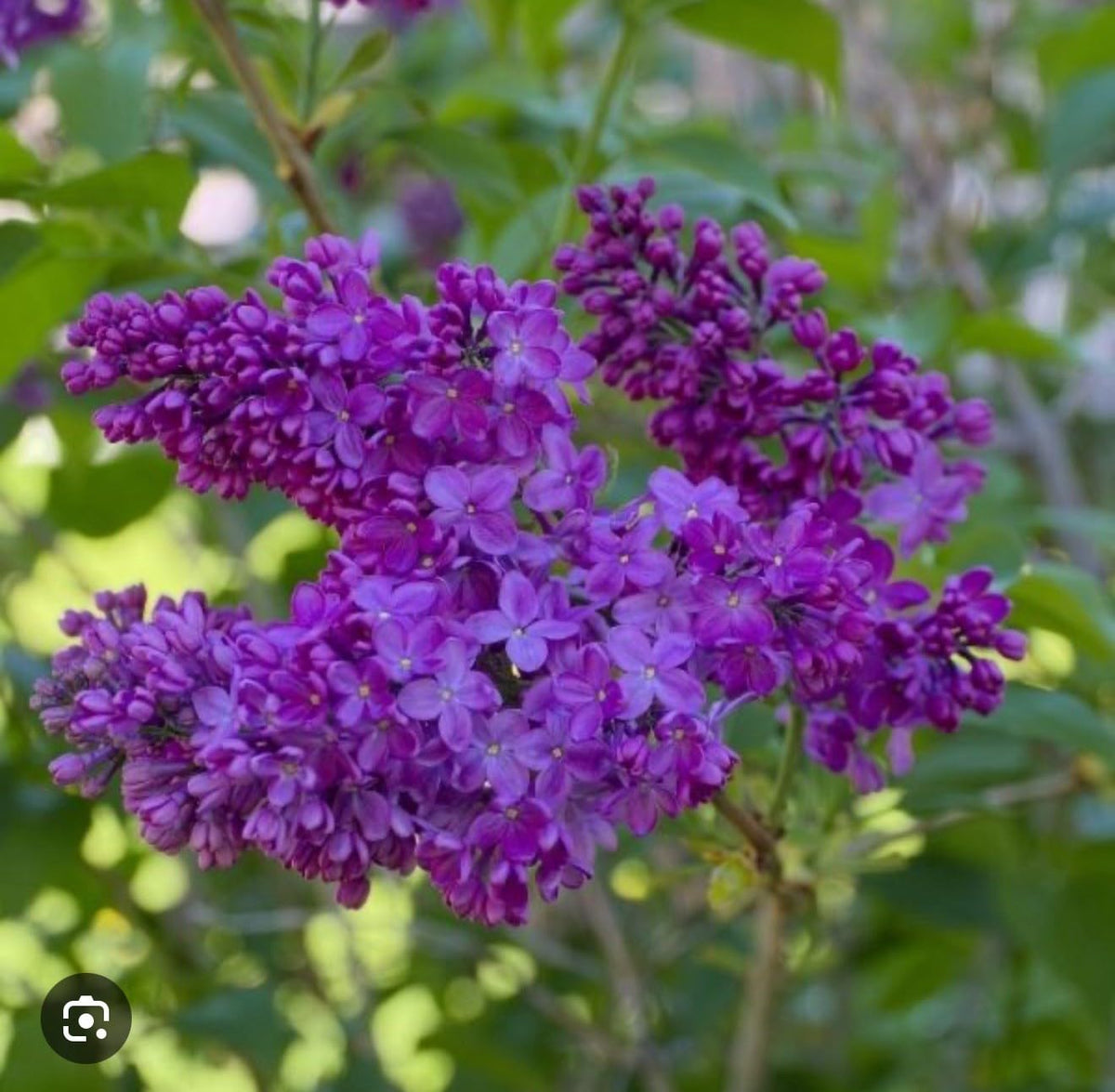 Live Plant - Congo LilacSyringa VulgarisSmall Well Rooted Starter Plant4-8” Tall