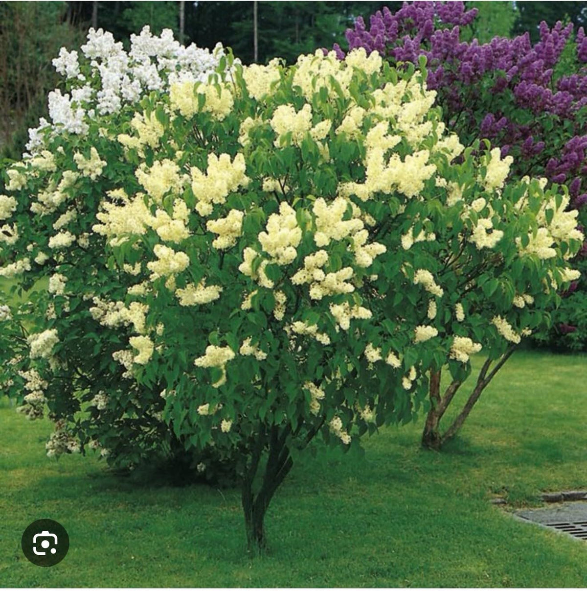 Live Plant - Primrose LilacSyringa VulgarisSmall Well Rooted Starter Plant4-8” Tall