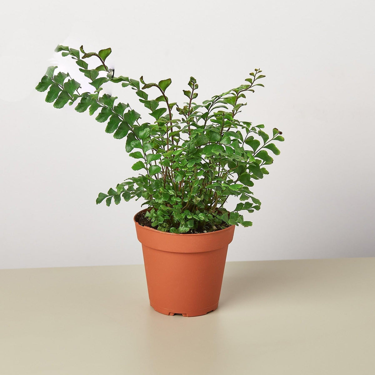 Mahogany Fern | Live Plant for Indoor & Outdoor | for Living Room, Office, Bathroom | (4" Pot)