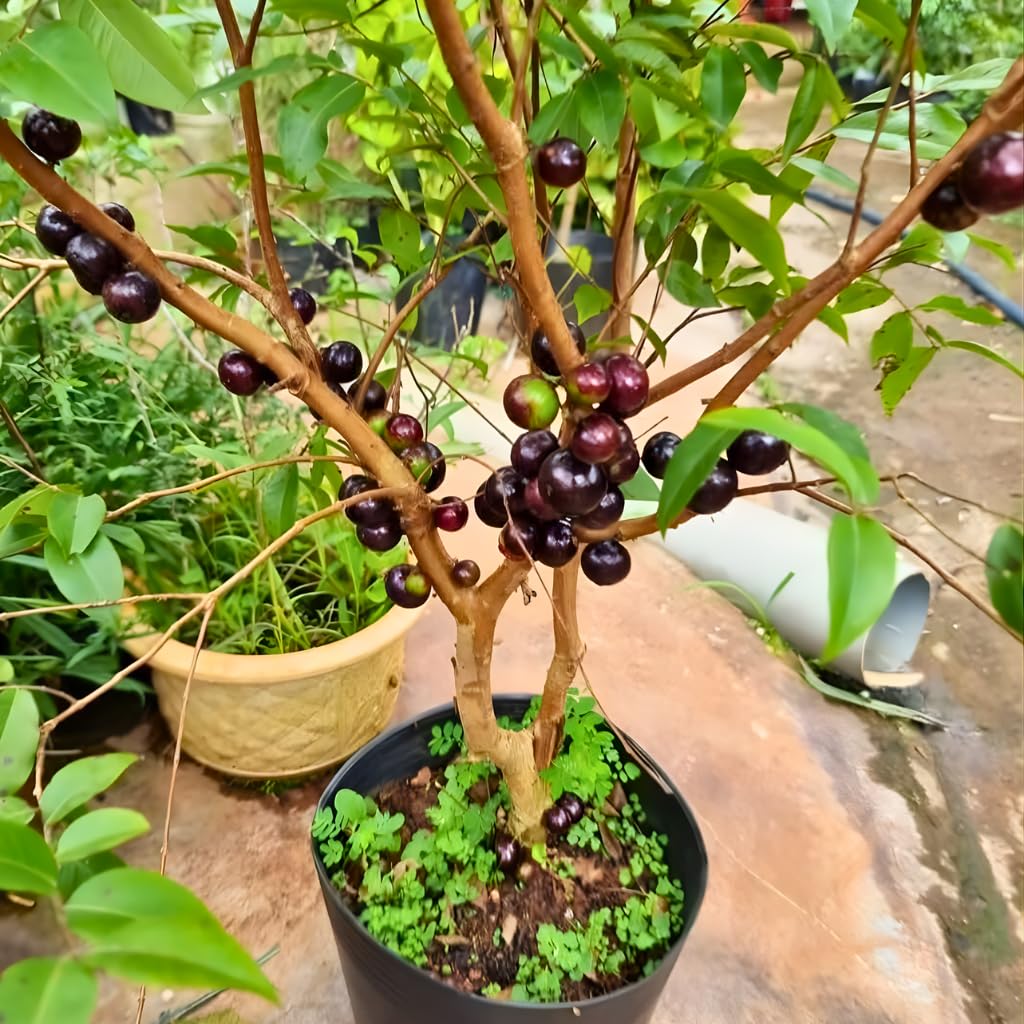 Jabuticaba Fruit Tree for Planting | Jaboticaba Live Tree | 2.5–3 Ft Potted Tropical Fruit Tree | Sweet Edible Berries for Home Gardens Patios & Containers | No Ship to CA,HI,AK
