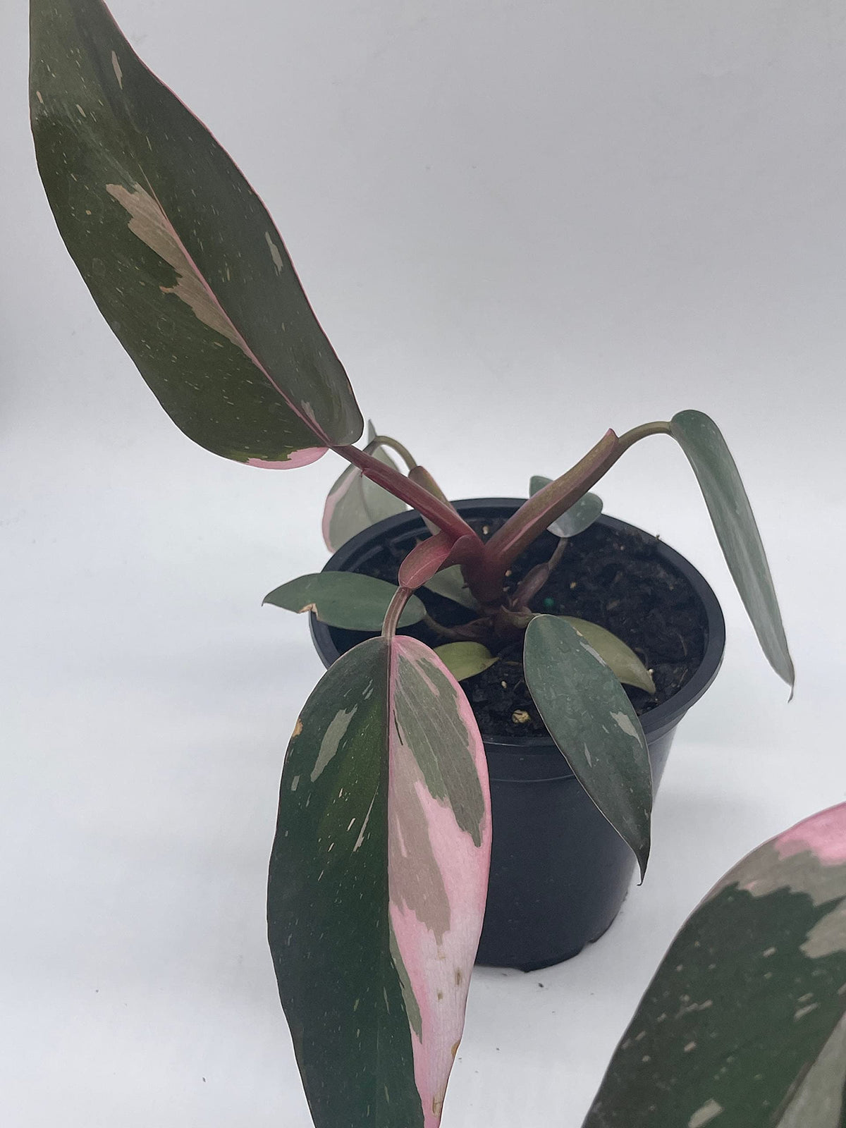 BubbleBlooms Philodendron Pink Princess in a 4 inch Pot Extremely Rare House Plant