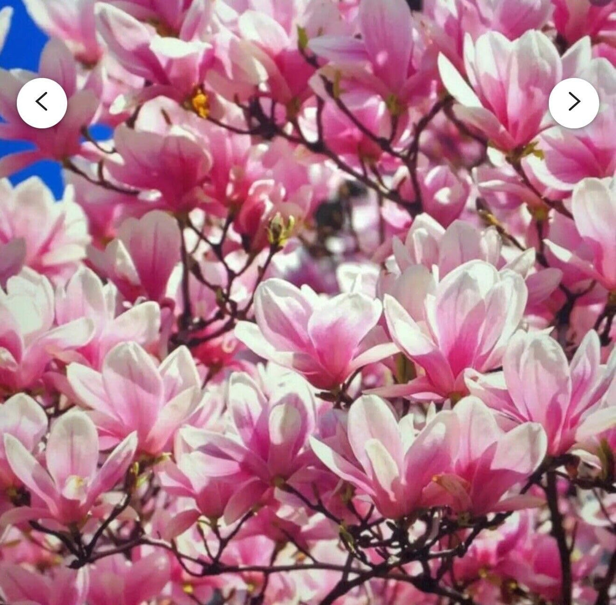 Live Plant - Magnolia Hybrid Tree-18-28 Inches TallHardy in Zones 4-9