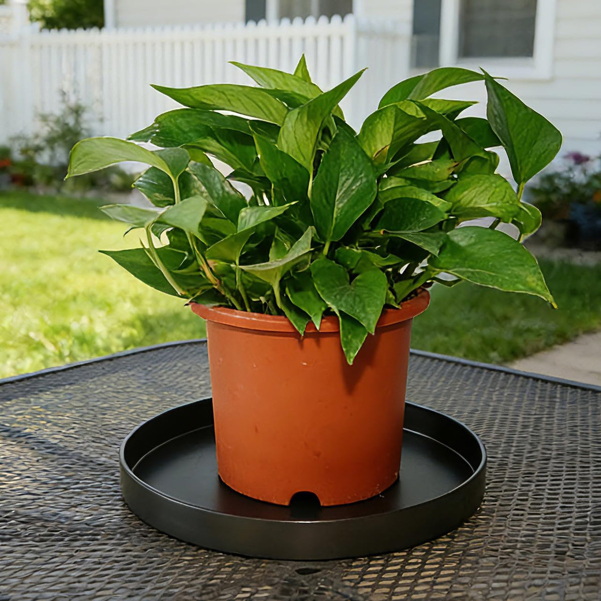 Afrine 1 Pack 12 inch Plant Saucer Drip Tray, Heavy Sturdy Plastic Planter Flower Pot Drainage Tray Plate Saucers for Indoor Outdoor Garden, Plant Water Drip Trays for pots Base (12", Black)
