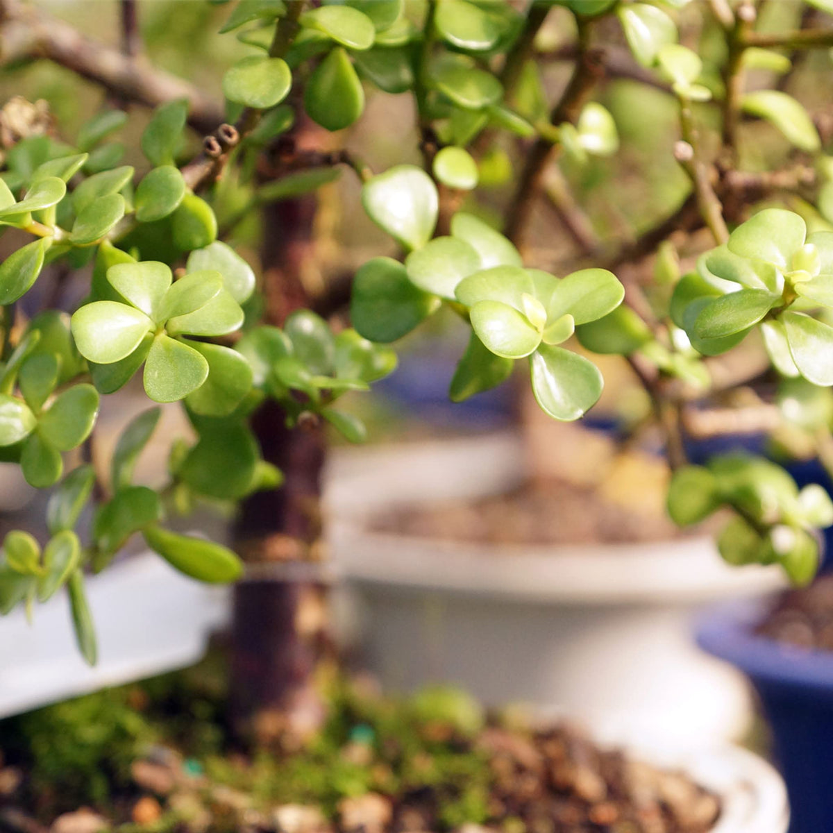 Brussel's Bonsai - Live Dwarf Jade Bonsai Tree with Ceramic Bonsai Pot & Humidity Tray, Indoor Bonsai Plant, 6 Years Old, 10-14 Inches Tall, Easy Care Houseplant for Home or Office (Large)