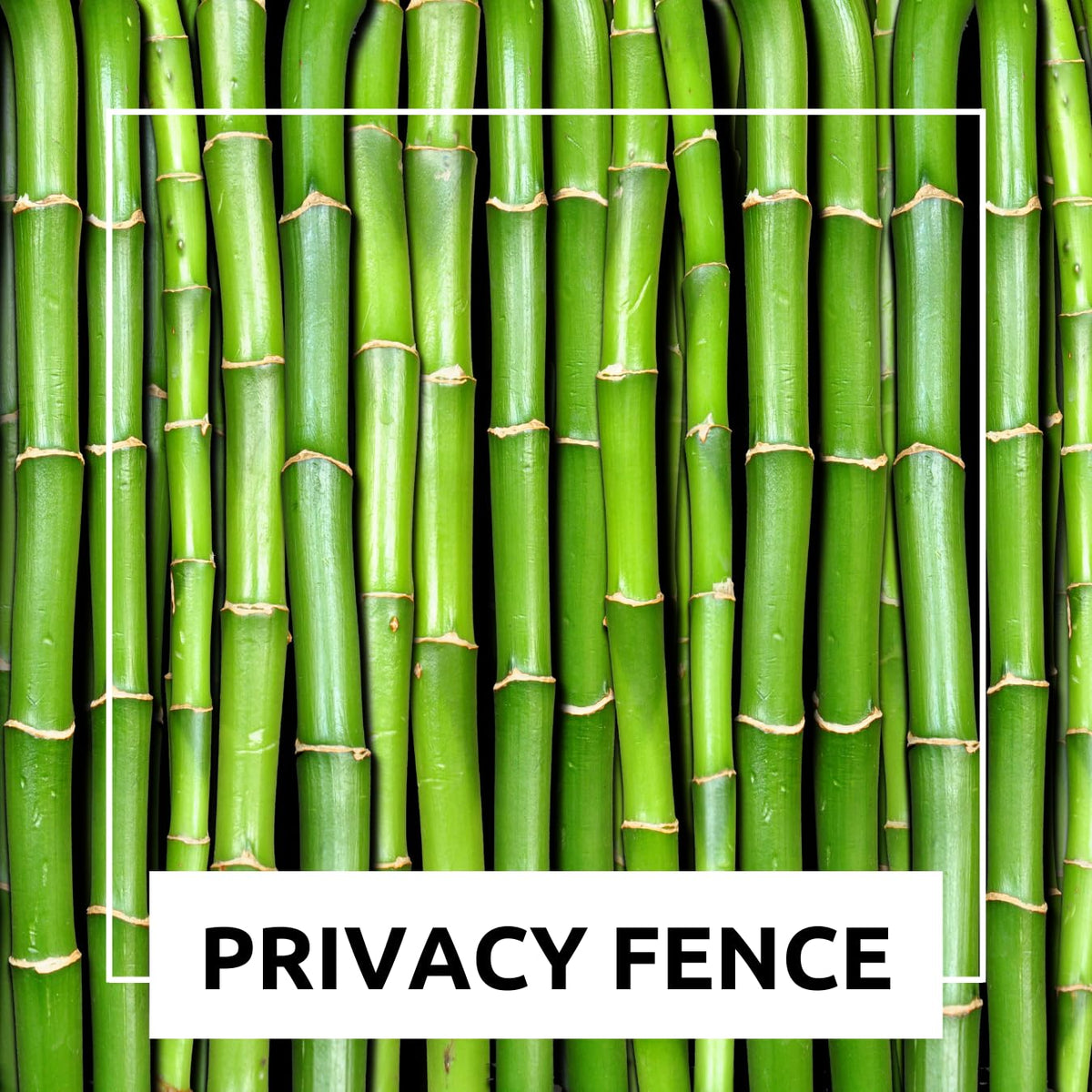 500+ Fresh Giant Bamboo Seeds for Planting - Quick Growth and Winter Hardy Privacy Screen, Good for Environment
