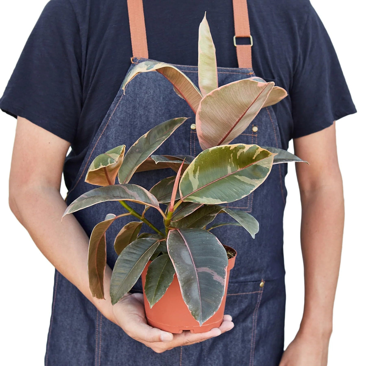 3 Pack Ficus Elastica 'Ruby Pink' in 6in Pot - Live Plants Tropical Houseplants | Variegated | USA Growers | The Snobby Leaf