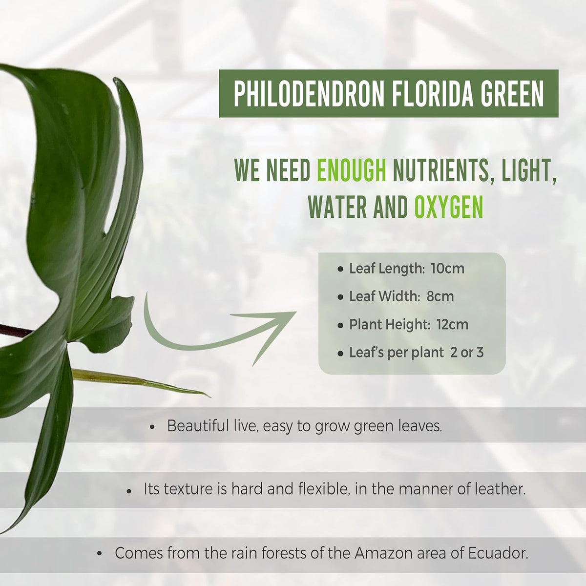 LEAL PLANTS ECUADOR Philodendron Florida Green (Pack of 2)| Exotic Low-Maintenance Houseplant | Perfect for Living Rooms & Indoors | Lush Live Philodendron Plants | Florida Green Indoor Houseplant