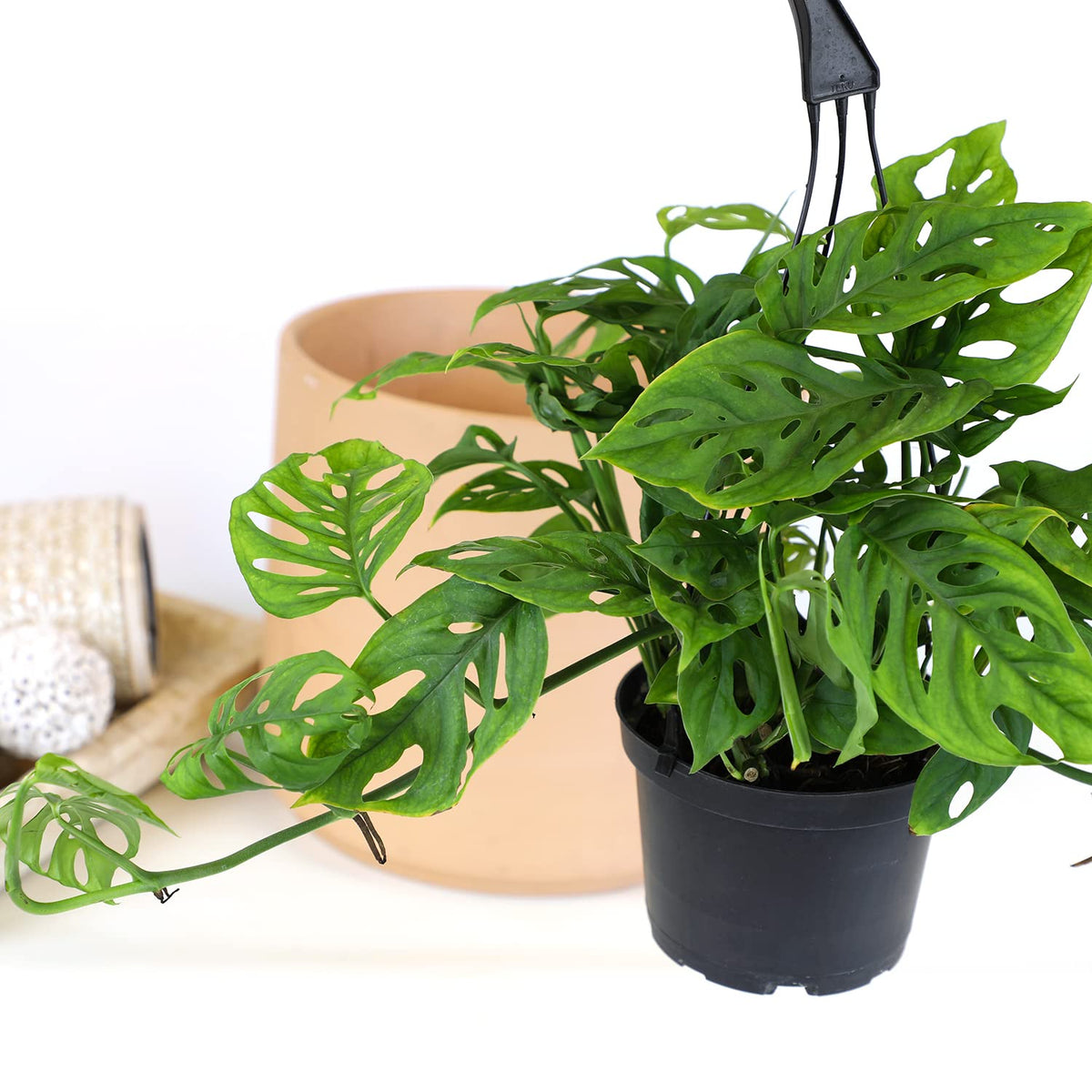 6" Swiss Cheese Plant Monstera Adansonii Live Plant Hanging Basket, Swiss Cheese Monstera Plant Live House Plants Indoors Live Plants Indoor Plants Live Houseplants Live Indoor by Plants for Pets