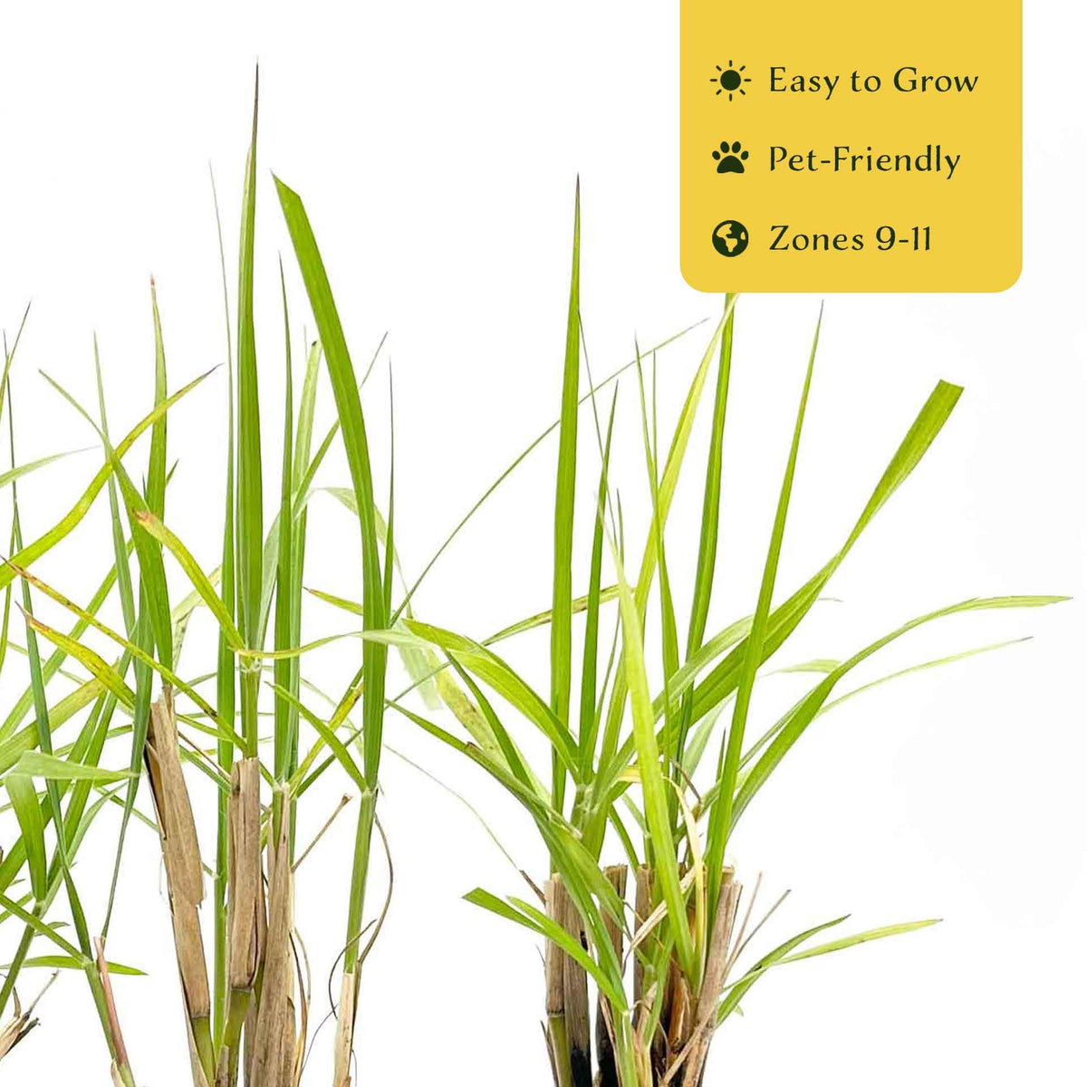6 Fairy Tails Fountain Grass – Evergreen Ornamental Grass with Pink-White Plumes for Borders & Pots (Pennisetum ‘Fairy Tails’) in 2.5” Cubes, Live Plants