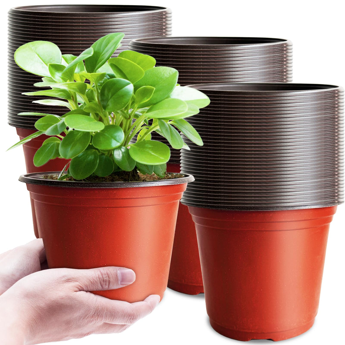 Baaxxango 100 Pcs Plant Nursery Pots,6 Inch Thicker Plastic Seedling Pots with Holes,Seed Starting Pot Flower Plant Container for Succulents,Seedlings,Cuttings,Transplanting
