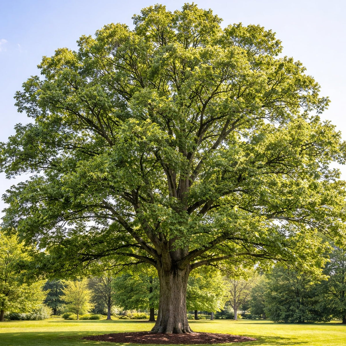 3 Bur Oak Tree Live Plants (Quercus macrocarpa) – Hardy Native Shade Tree – Fast Growing Long-Lived Oak – Large Landscape & Wildlife Tree – Rooted Starter Sapling