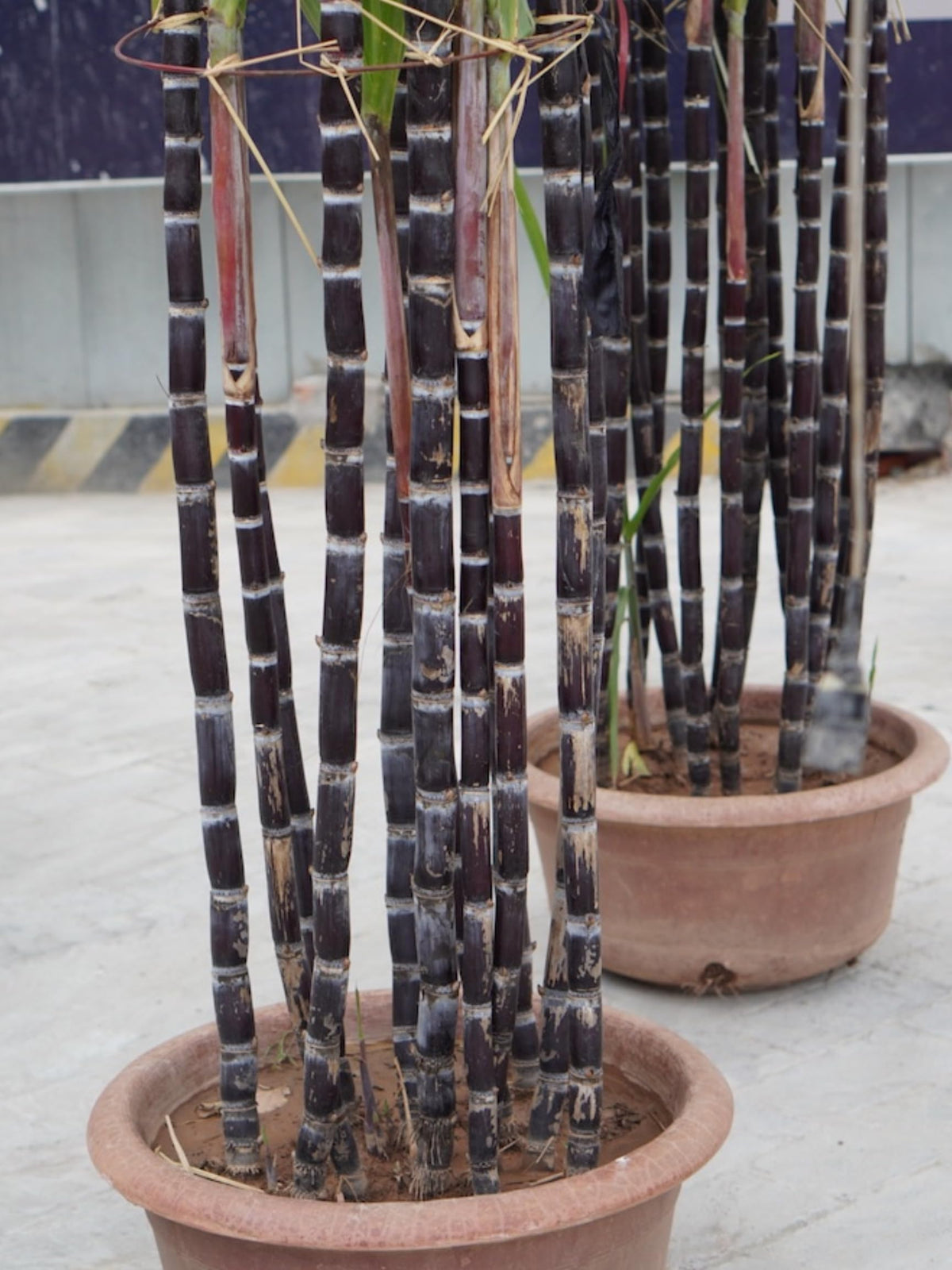 20 Black Purple Sugar Cane Plants Live Cuttings, 1-3 Nodes Ready to Plant, Outdoor Growing Sweet, Fresh Sugar Cane, Fast-Growing