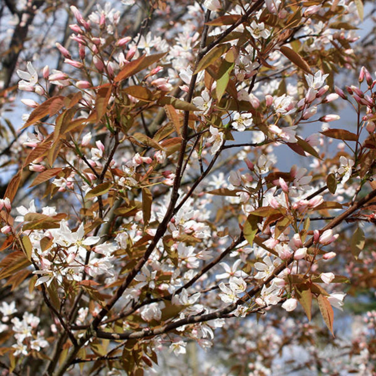 Autumn Brilliance Serviceberry, Four-Season Interest with Blooms and Berries, 1 gal. Nursery Pot, 1–2 ft Tree Height (Ships to 48 States Including CA & AZ)