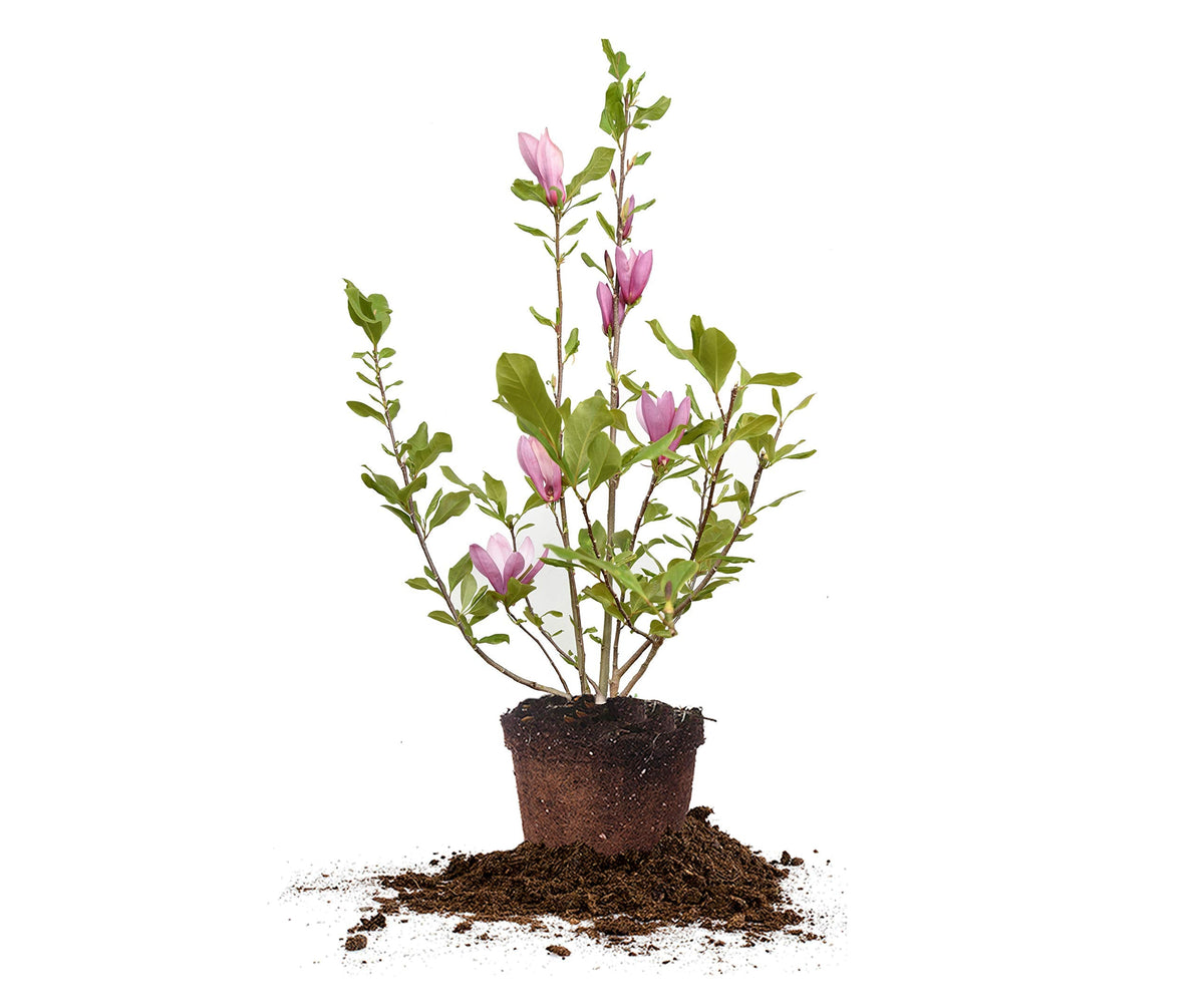Perfect Plants Jane Magnolia Live Plant, 5 Gallon, Includes Care Guide