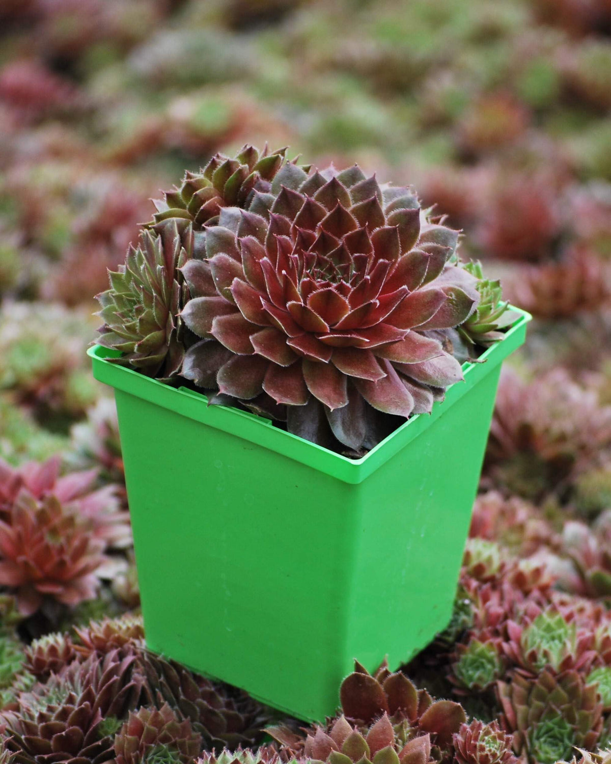 Perennial Farm Marketplace Sempervivum 'Red Rubin' (Hens & Chicks) Perennial, 1 Quart, Emerald Green to Deep Reddish Foliage