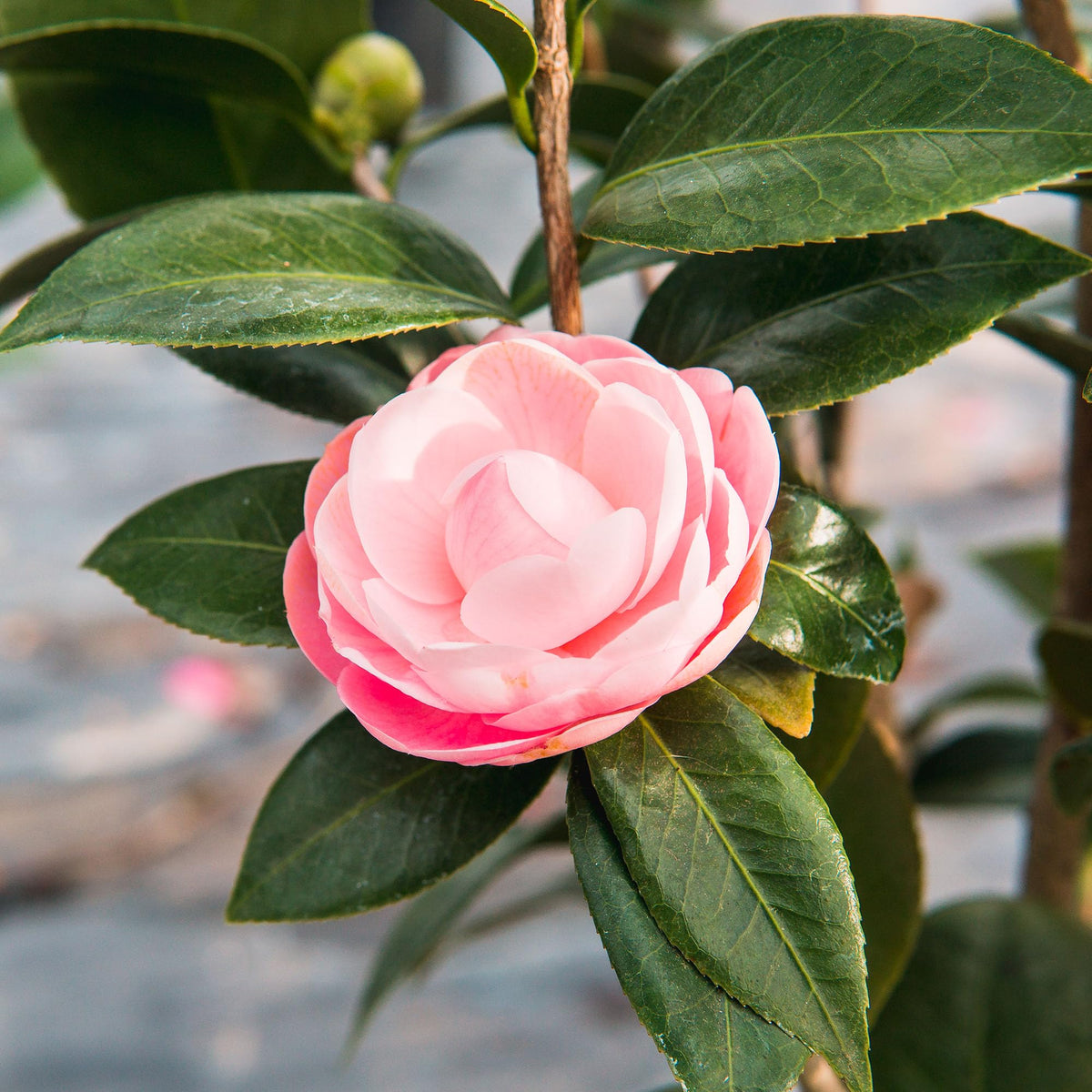 Perfect Plants Pink Perfection Camellia Bush 1 Gallon | Live Shrub for Outdoor Planting | Evergreen Foliage Stays Green All Year Long | Beautiful Pink Flowers in Spring
