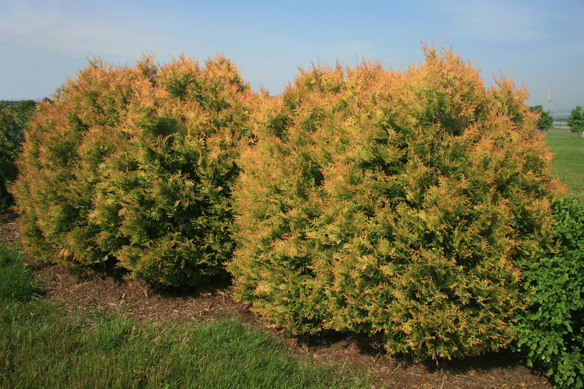 Fire Chief Arborvitae Evergreen Shrub, Gold Spring Foliage, 1 Gallon