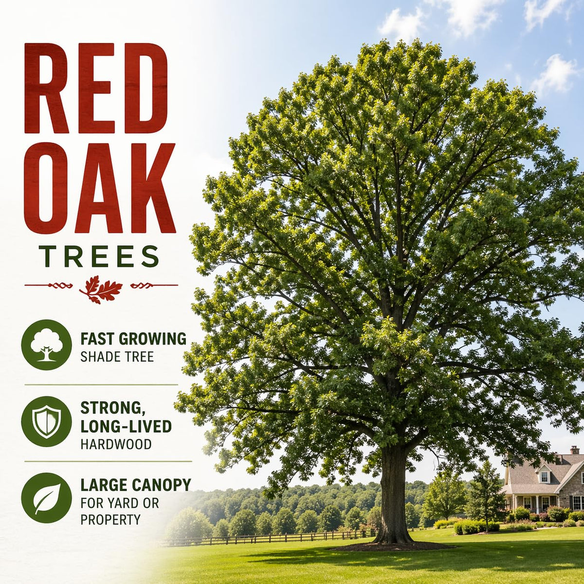 Live Red Oak Tree Seedlings for Planting (Quercus rubra) – Grow Your Own Fast Growing Shade Trees – Hardy Outdoor Landscape Trees – No Shipping to California