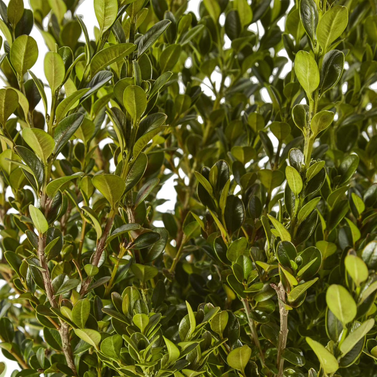 Boxwood Wintergreen, 1 Gallon