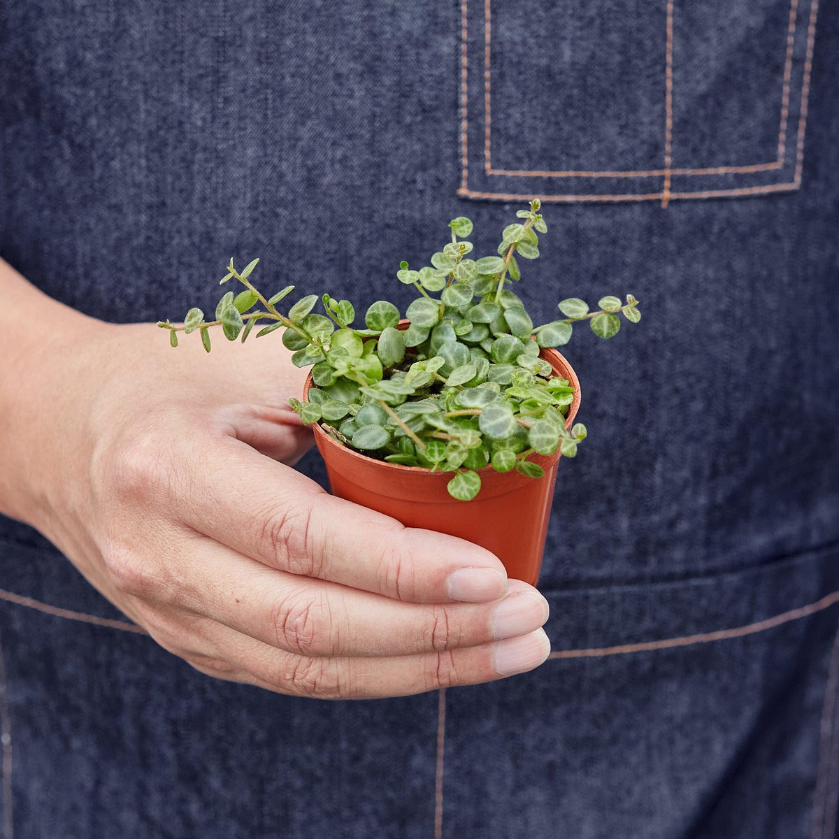 Peperomia Prostrata 'String of Turtles' | Live Plant for Indoor & Outdoor | for Living Room, Office, Bathroom | (4" Pot)