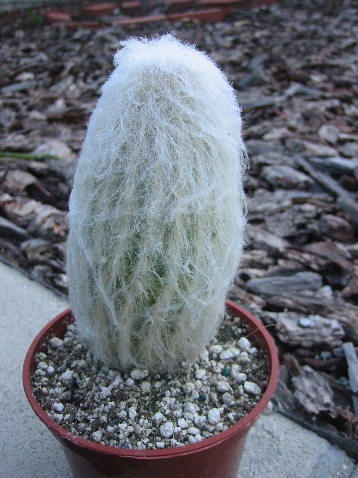 Fat Plants San Diego Espostoa Cactus (4 inch)